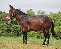bay-none-horse