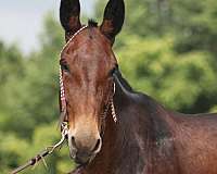 beginner-safe-tennessee-walking-horse