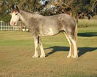 flemingsburg-gelding