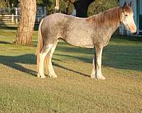 flemingsburg-horse