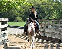 all-around-quarter-horse