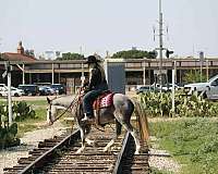 all-quarter-horse