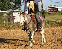 tobiano-4-stockings-blaze-horse