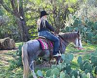 attention-quarter-horse