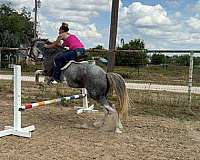 auction-quarter-horse