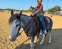 backs-quarter-horse