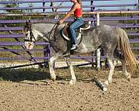 bathes-quarter-horse