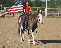 been-shown-quarter-horse