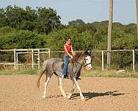 beginner-quarter-horse