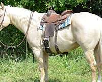 palomino-none-horse