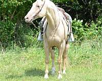 beginner-safe-quarter-horse