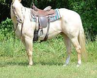 family-horse-quarter