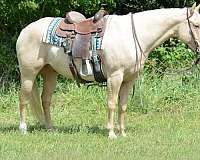 ranch-work-quarter-horse