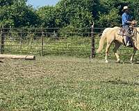 all-around-quarter-horse