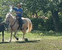 athletic-quarter-horse