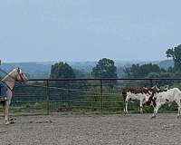 beginner-quarter-horse