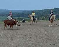 experienced-quarter-horse