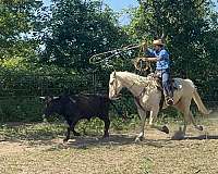 trail-quarter-horse