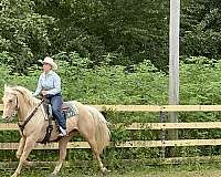 flashy-quarter-horse