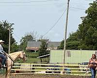husband-safe-quarter-horse