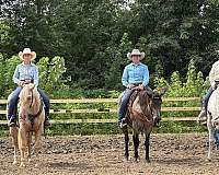 kid-safe-quarter-horse