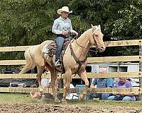 ranch-quarter-horse