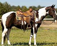 quarter-horse