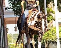 beginner-safe-quarter-horse