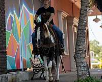 family-horse-quarter