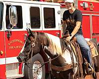 ranch-work-quarter-horse
