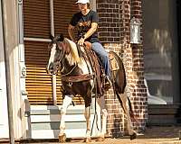 trail-quarter-horse