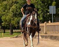 weaver-gelding