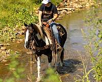 ability-quarter-horse