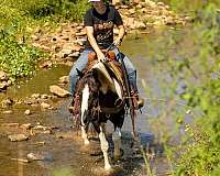 all-around-quarter-horse