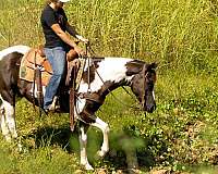 aqha-quarter-horse