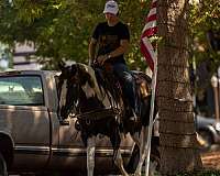 arena-quarter-horse
