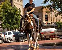 around-quarter-horse