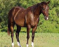 quarter-horse