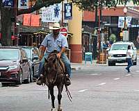 beginner-safe-quarter-horse