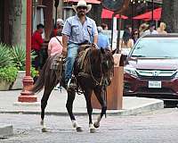 family-horse-quarter