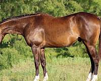 ranch-work-quarter-horse