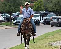 trail-quarter-horse
