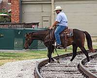 all-around-quarter-horse