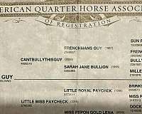 athletic-quarter-horse