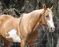 bay-none-horse