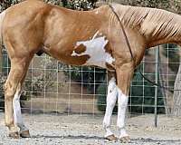 friesian-sport-horse