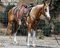 none-horse