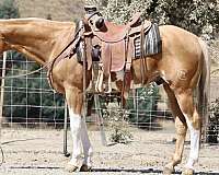 all-around-friesian-horse