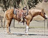 athletic-friesian-horse