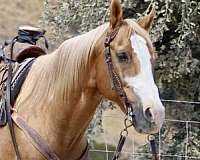 ranch-friesian-horse